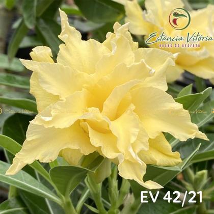 Imagem de 01 Rosa Do Deserto Enxertada EV-42