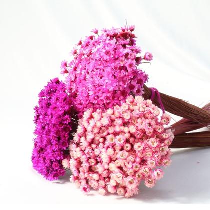 Imagem de 3 Sempre Vivas Florzinha Tons De Rosa I Flores Desidratadas
