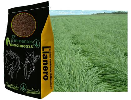 Imagem de 5kg Brachiaria Humidicola cv Llanero ótimo para bovinos e altamente tolerante a seca