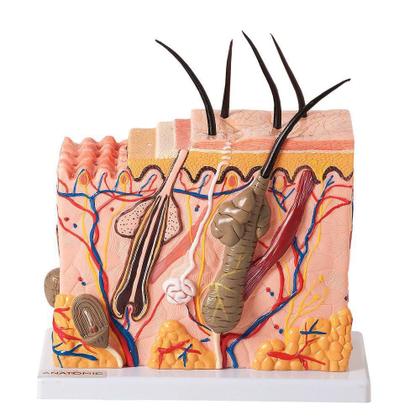 Imagem de Corte De Pele - Modelo Em Bloco Ampliado 70 X