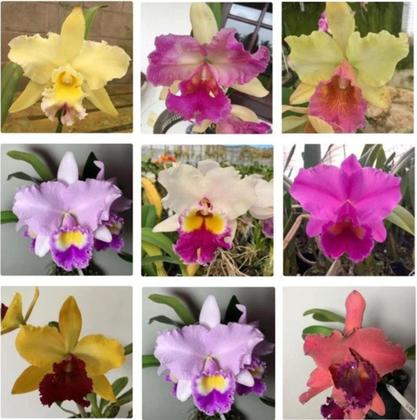 Imagem de KIT 5 Orquídeas Cattleyas Adultas sem Identificação