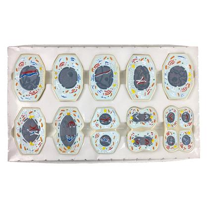 Imagem de Meiose Conjunto com 10 Estágios 