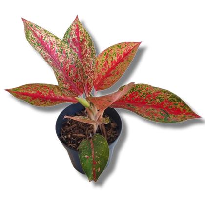 Imagem de Muda Aglaonema Pink - Interno Sombra Para Top Colecionadores