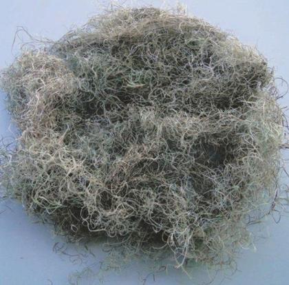 Imagem de Musgo para Orquideas e Decoração Substrato Kokedama 400 gms