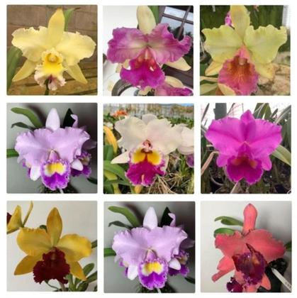 Imagem de Orquídea Cattleya Adulta Identificada