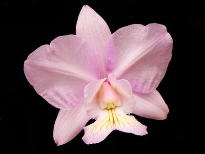 Imagem de Orquídea Cattleya nobilior amaliae bv x miura