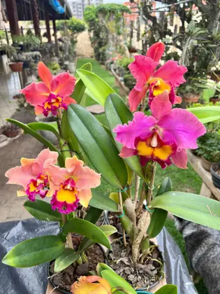 Imagem de Orquídea Com Flor Botão Espata Vaso Rosa Do Deserto