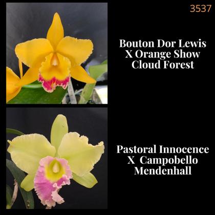 Imagem de Orquídea Cruzamento Bouton Dor Lewis X Pastoral Innocence (3537)