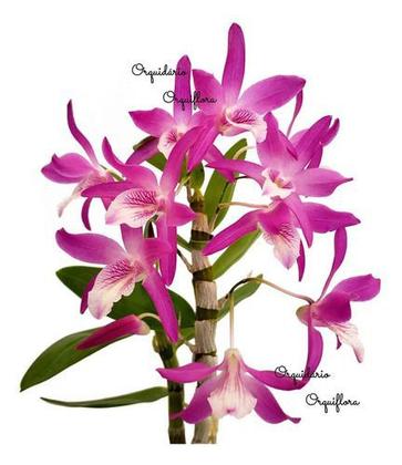 Imagem de Orquídea Dendrobium Stardust Rainbown Dance ! Planta Adulta