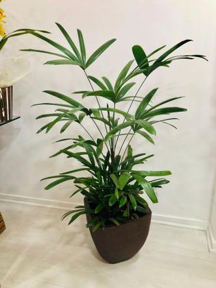 Imagem de Palmeira Raphia com cachepô em fibra